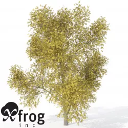 XfrogPlants Autumn Honey Locust1 3D model