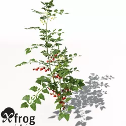 XfrogPlants Cherry Tomato 3D model
