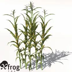 XfrogPlants Corn 3D model