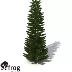 XfrogPlants Norfolk Island Pine 3D model