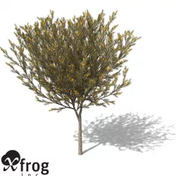 XfrogPlants True Mulga 3D model