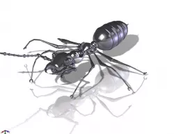 ant assy