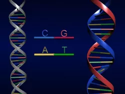 DNA Strand 3D model