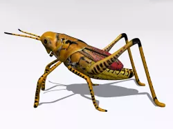 Grasshopper1 3D model