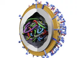 Influenza virus 3D model