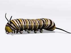 Monarch larva 3D model