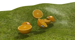 Oranges and bees