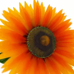 Sunflower 3D model