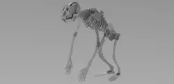 Woodcraft APE Skeleton 