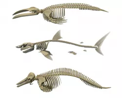 3 Aquatic Animal Skeletons 3D model