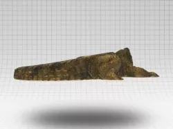 Alligator  3D model