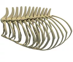 Anatomical Bear Rib Cage 3D model