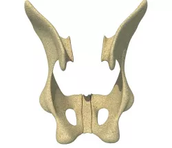 Animal Animal Pelvis  3D model