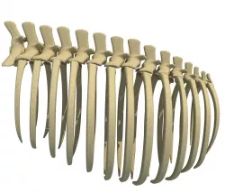 Animal Rib Cage 3D model