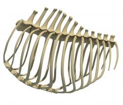 animal rib cage 3d models 【 STLFinder