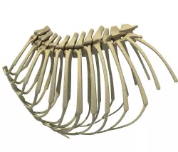 Animal Rib Cage  3D model