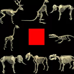 Animal Skeletons 3D model