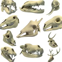 Animal Skulls 3D model