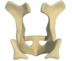 Animal Torso 3D model