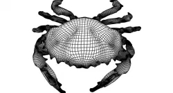 Base crab 3D model