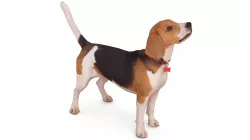 Beagle Standing 3D model