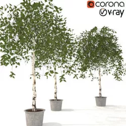 Betula pendula 3D model