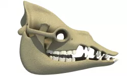Bones Camel Skull 3D model