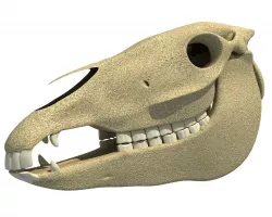 Bones of  Donkey Skull 3D model