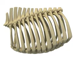 Bull Animal Rib Cage  3D model