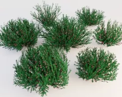 Bushes 3D model