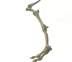Camel Animal Humerus Arm  3D model