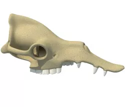 Camel Skull 3D model