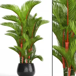 Cyrtostachys renda 3D model