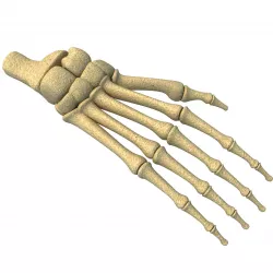 Detailed Animal Foot Bones 3D model