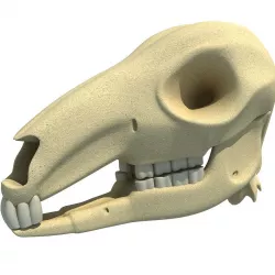 Detailed Kangaroo Skull 3D model