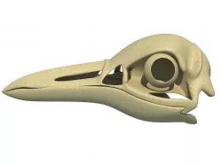 Detailed Penguin Skull 3D model