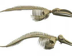 Detailed Whale and Dolphin Skeleton 3D model