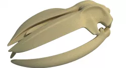 Detailed Whale Skull 3D model