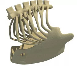 Eagle Ribcage Skeleton 3D model