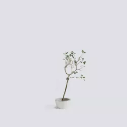 Evergreen Berry Foliage 3D model
