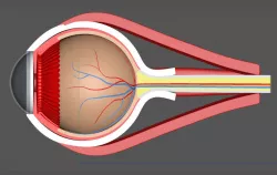 eyeball 3D model