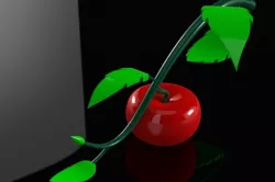 Fruit