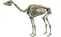 Full Body Camel Skeleton 3D model