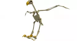 Full Body Eagle Skeleton 3D model