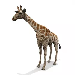 Giraffe - Low Poly Low-poly  3D model