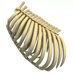 Gorilla Animal Rib Cage 3D model