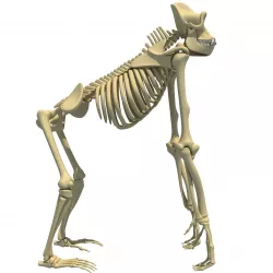 Gorilla Skeleton 3D model