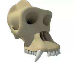Gorilla Skull 3D model