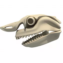 Great White Shark Skull 22 3D model