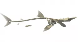 Hammerhead Shark Skeleton 3D model